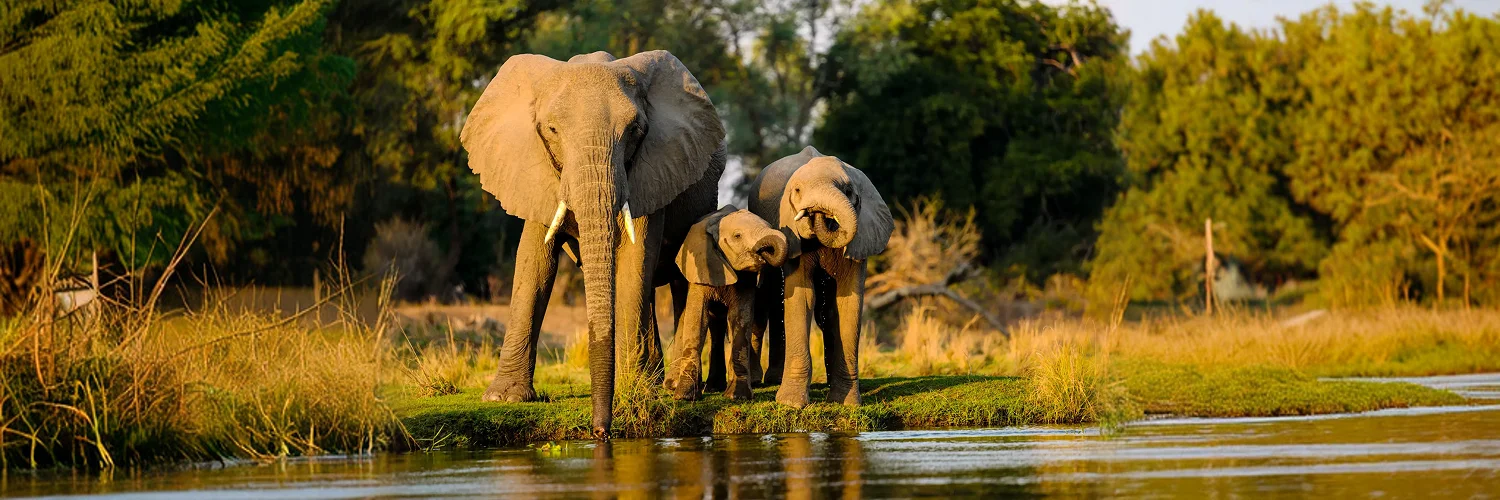 closeup-shot-elephants-standing-near-lake-sunset 1.webp
